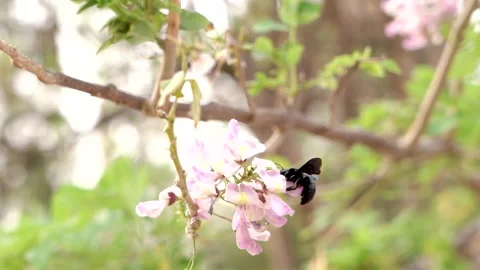 Black carpenter bee Stock Footage 241477110