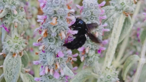A black carpenter bee Stock Footage 245046130
