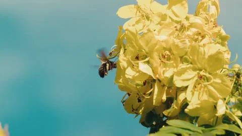 Black Carpenter Bee Foraging Yellow Cassia Blooms Against Teal Sky Pollination Video stock 342586429