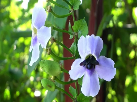 Black carpenter bee gathering sweet nectar from blue Bengal Trumpet vine flowers Video stock 78838598