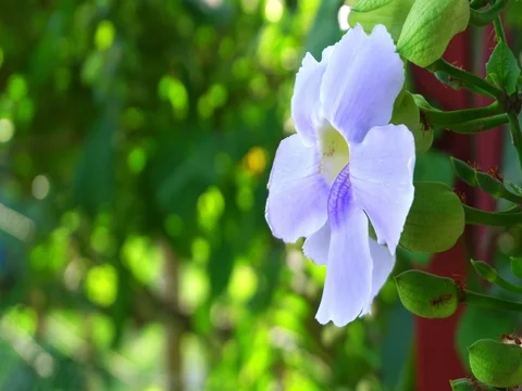 Black carpenter bee gathering sweet nectar from blue Bengal Trumpet vine flowers Video stock 78871012