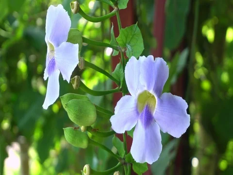 Black carpenter bee gathering sweet nectar from blue Bengal Trumpet vine flowers Video stock 78872249