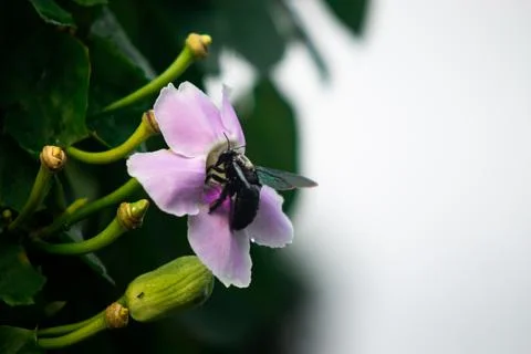 Black Carpenter Bee Pollinating Soft Pink Flower in Tropical Garden, Macro .. Stock Photos