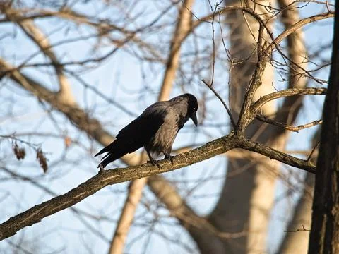 Black Carrion Crow Stock Photos