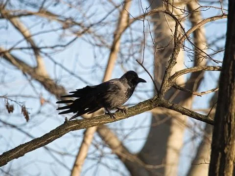 Black Carrion Crow Stock Photos