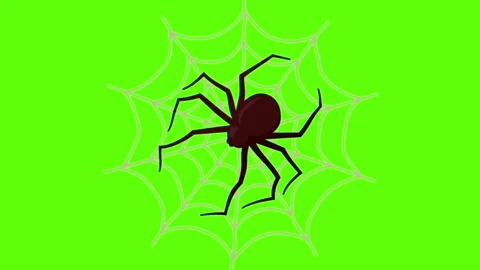 Black cartoon spider sitting on cobweb web motion animation green screen Stock Footage 315794086