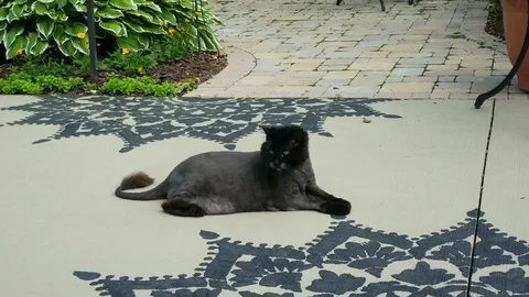 Black Cat #1 Stock Footage 94598307