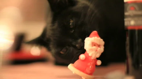 Black cat 2 Video stock 741178