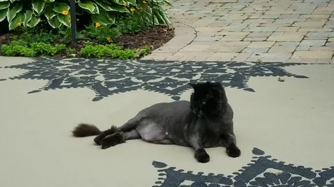 Black Cat #2 Stock Footage 94598308