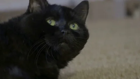 Black cat in 4k sleeping and eyes Stock Footage 73253153