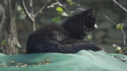 Black cat 50p 库存影片 146906789