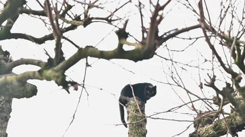 Black cat above a tree staring with eyes Stock Footage 149850391
