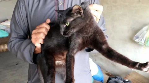 Black cat in agressive mood Stock Footage 150716319