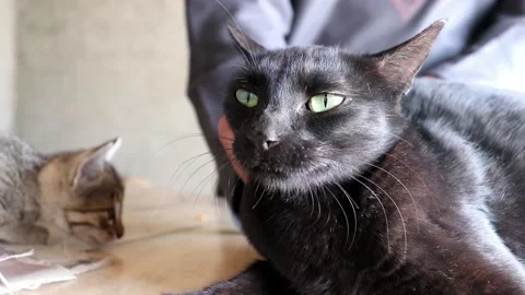 Black cat in agressive mood1 Stock Footage 150716311