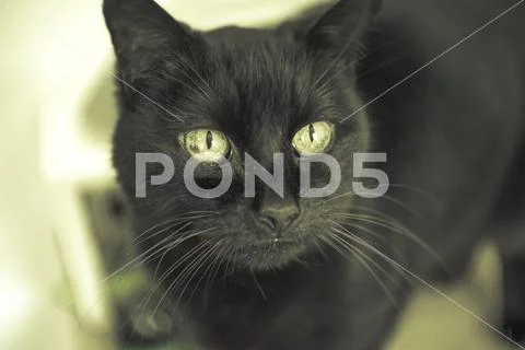 Black cat on alert Stock Photos