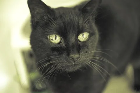 Black cat on alert Stock Photos