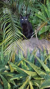Black cat among lush vegetation Stock Photos