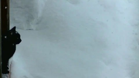 Black cat and falling snow. Stock Footage 71270898