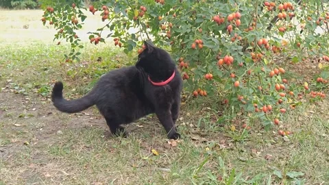 Black cat and green landscape 動画素材 343885262