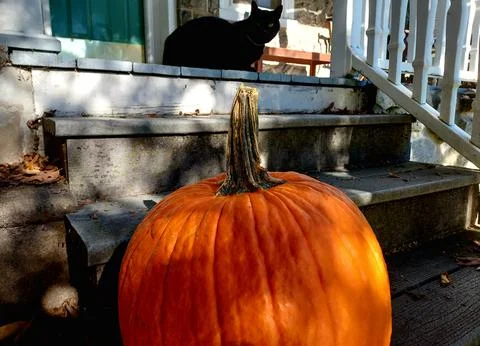 Black Cat and Pumpkin Stock Photos
