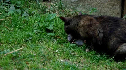 Black cat and rat Stock Footage 52660813
