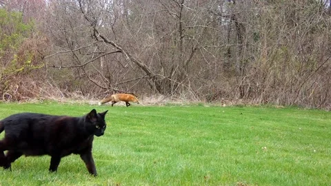 Black cat and Red Fox Stock Footage 186749270