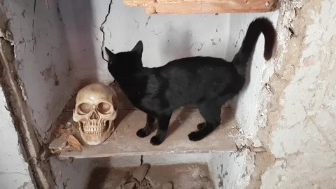 Black cat and skull in creepy  abandoned house wall niche Stock Footage