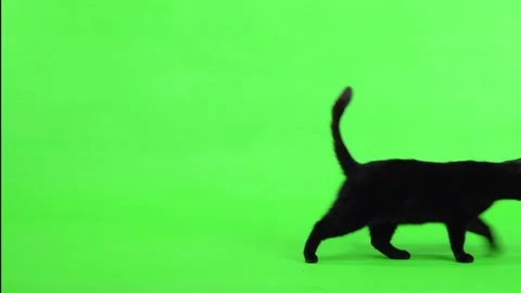 Black cat appears on the green screen, moves and disappears Vidéo 171704499