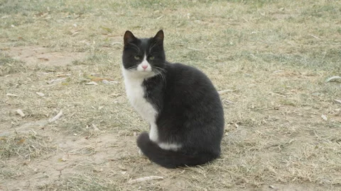 The black cat approaches the camera and looks curiously Stock Footage 261378442