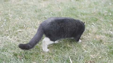 The black cat approaches the camera and looks curiously Stock Footage 261781921