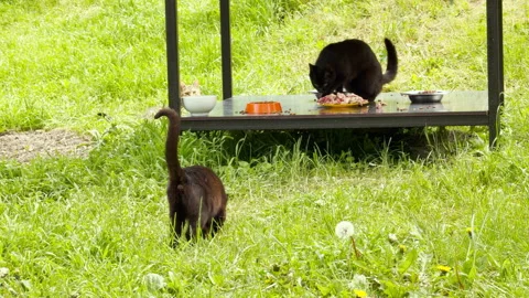 Black Cat Approaches Feeding Station in a Grassy Outdoor Sanctuary Stock Footage 334644305