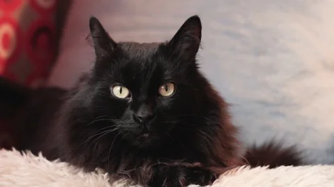 Black cat in the armchair Video stock 85940570