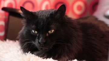 Black cat in the armchair Video stock 85940632