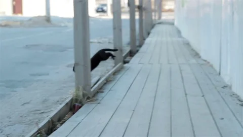Black cat avoid oncoming. Careful turn around with keeping distance and looking Stock Footage 76552709