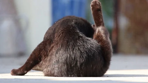 Black cat, with back turned to camera, licking and grooming himself, briefly Stock Footage 96000803