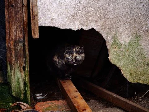 Black cat on a background of a hole Stock Photos