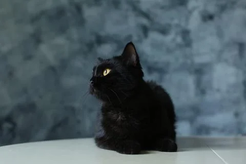 Black cat with background Stock Photos