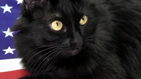 Black cat on a background of the USA flag. Stock Footage 120650525