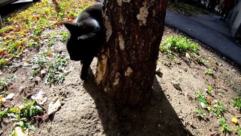 Black Cat In The Backlight, Go Pro, 4K Stock Footage 120674179