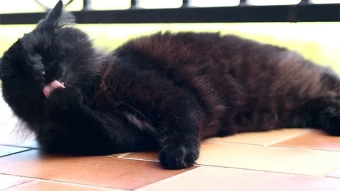 Black cat on a balcony Stock Footage 76413117