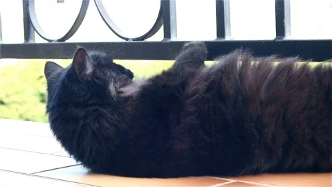 Black cat on a balcony Stock Footage 76414713