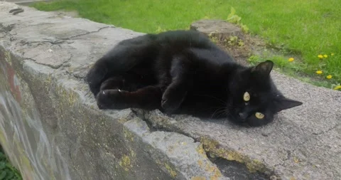 Black cat basking in the sun Video stock 154308060