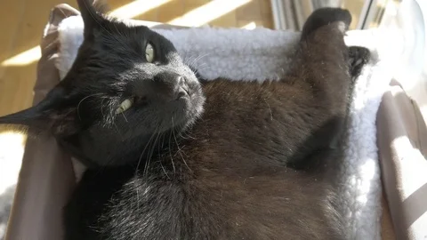 Black Cat basking in sun, natural light, 4k 動画素材 81378052