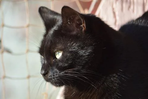Black cat basking in the sun Stock Photos