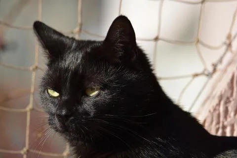 Black cat basking in the sun Stock Photos