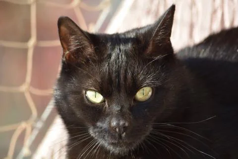 Black cat basking in the sun Stock Photos