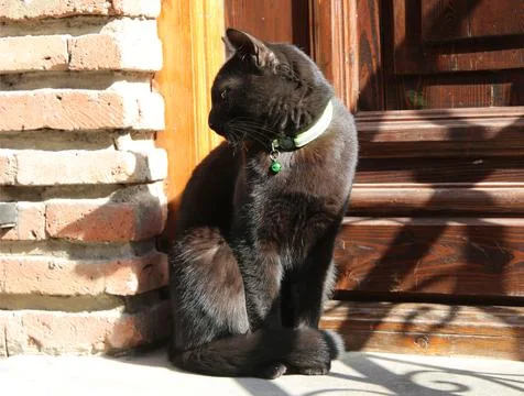 Black cat basking in the sun Stock Photos