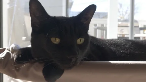 Black cat basking in sun, relaxing and yawning, 4k 動画素材 81384623