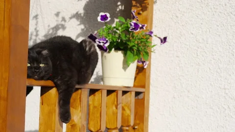 Black cat basks in the sun Stock Footage 134230495