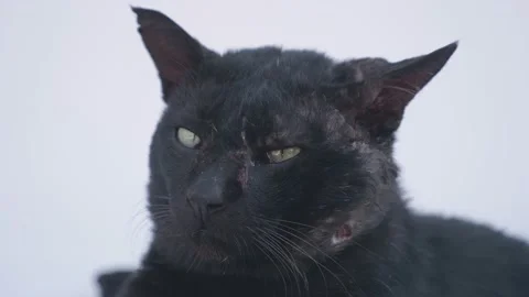 Black cat with battle wounds Stock Footage 148666976